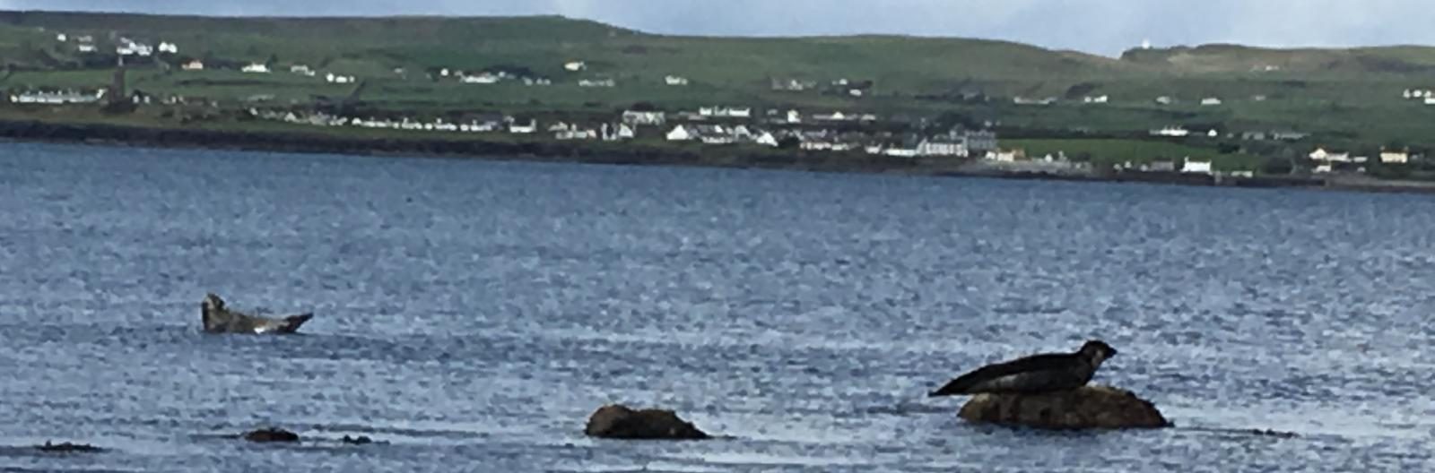 Seals resting on rocks in Liscannor Bay, with the village of Liscannor across the water